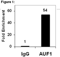 RNA Binding Protein Immunoprecipitation:<br />RIP Lysate prepared from HeLa cells (2 X 107 cell equivalents per IP) were subjected to immunoprecipitation using 5 µg of either a normal rabbit IgG (Part # PP64B), or 5 µg of Anti-AUF1 antibody (Part # CS204387) and the Magna RIP™ RNA-Binding Protein Immunoprecipitation Kit (Cat. # 17-700).<br />Successful immunoprecipitation of AUF1-associated RNA was verified by qPCR using RIP Primers FOS, (Part # CS204344) (Figure 1). <br />Please refer to the Magna RIP™ (Cat. # 17-700) or EZ-Magna RIP™ (Cat. # 17-701) protocol for experimental details.<br />